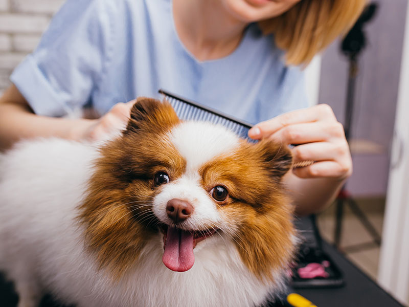 Dog Grooming Practices