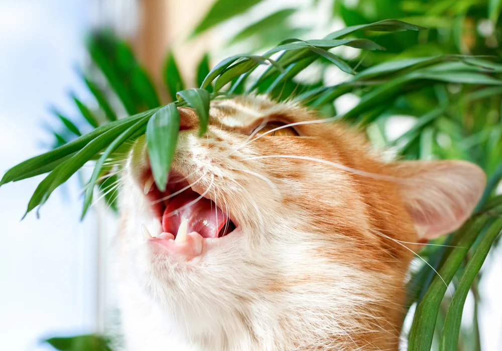 cat safe plants