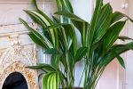 Identify Cat-Safe Plants and Beautify Your Garden